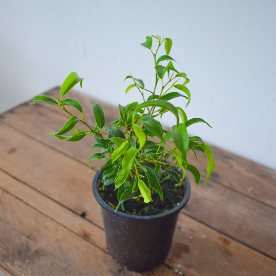 Ficus Benjamina Little Leaf