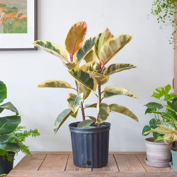 Rubber Plant Tineke Bush