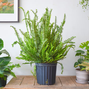Kimberly Queen Fern