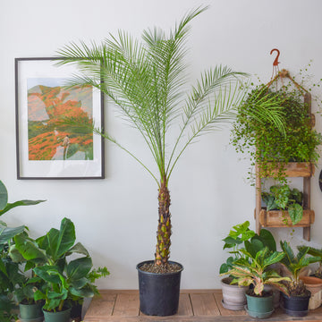 Phoenix Roebelenii Pygmy Date Palm
