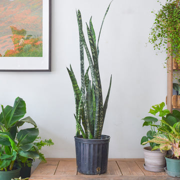Sansevieria Wintergreen