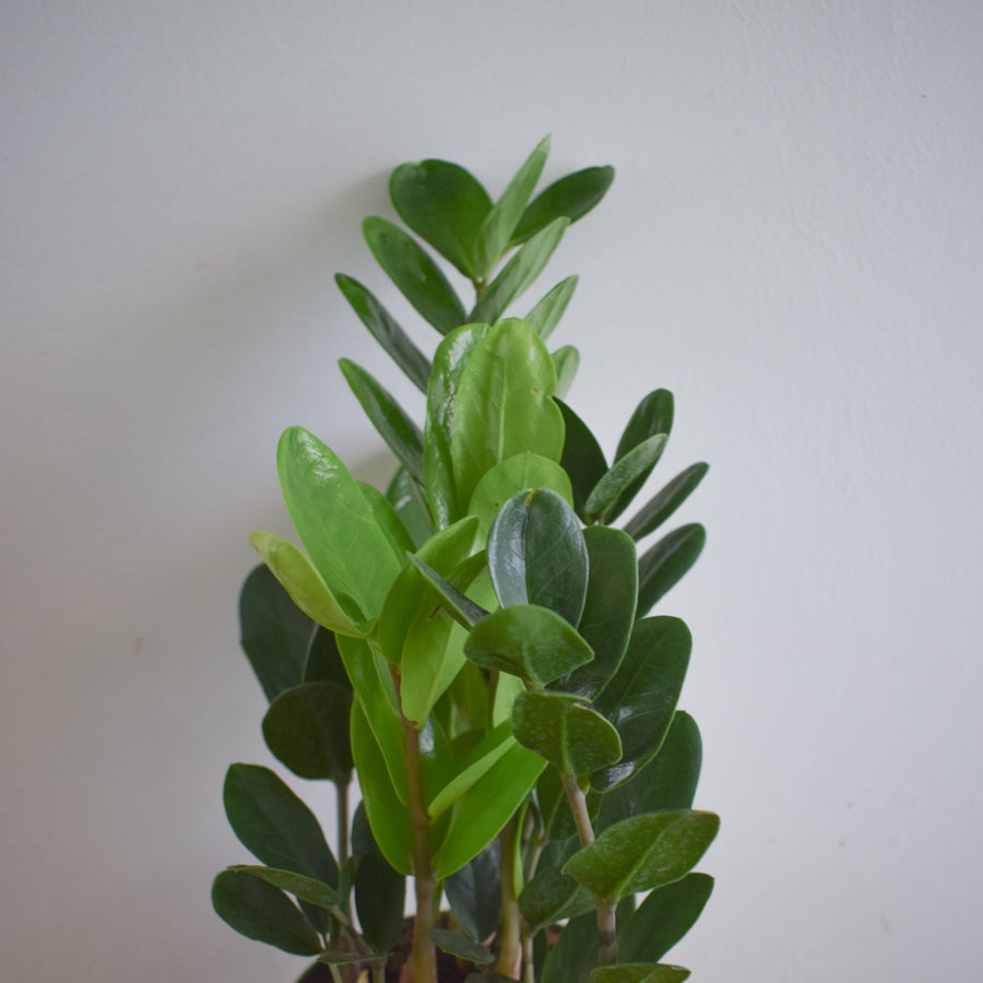 Lucky ZZ Plant (Wide Leaf)