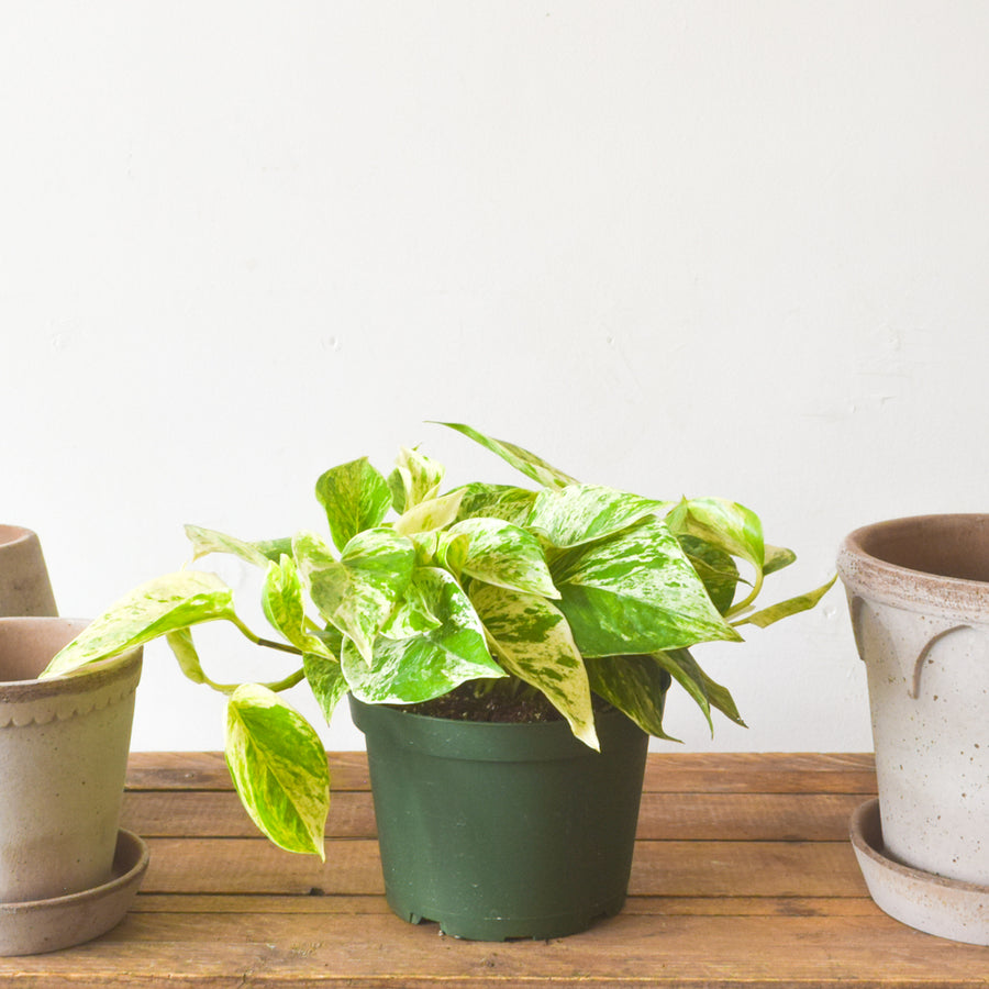 pothos toronto Pothos Marble Queen – Plant Society Toronto