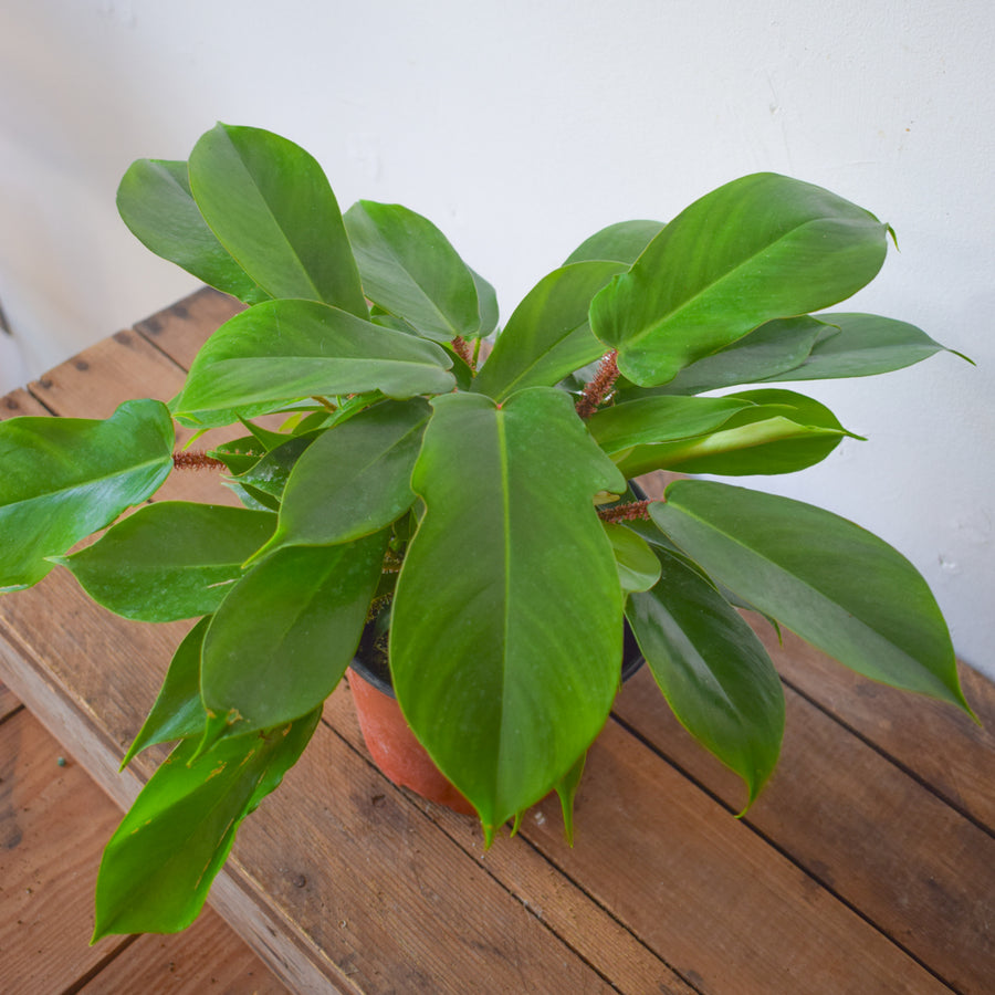 Philodendron Squamiferum