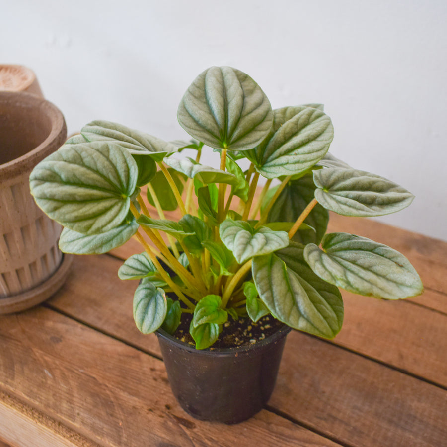 Peperomia Frost