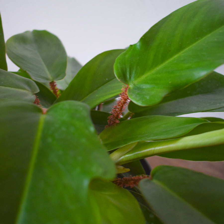 Philodendron Squamiferum