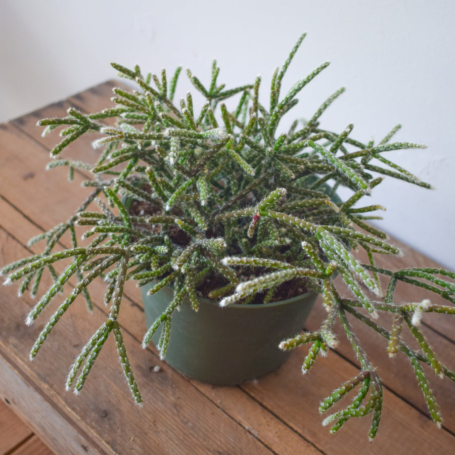 Rhipsalis Pilocarpa