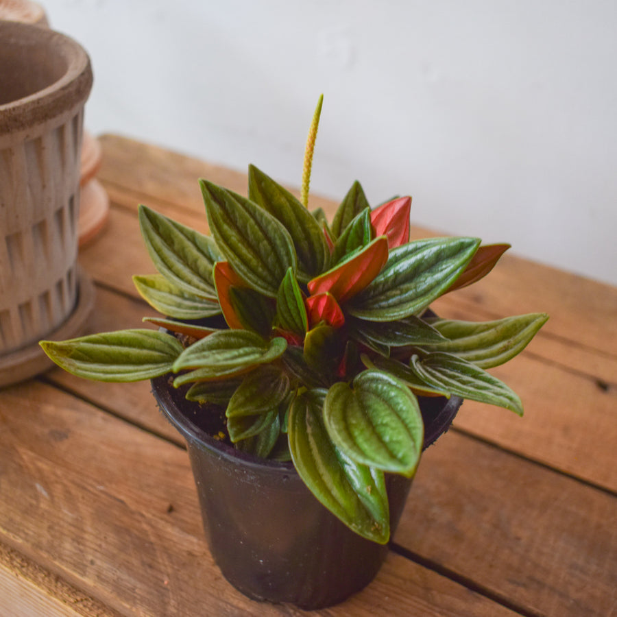 Peperomia Rosso