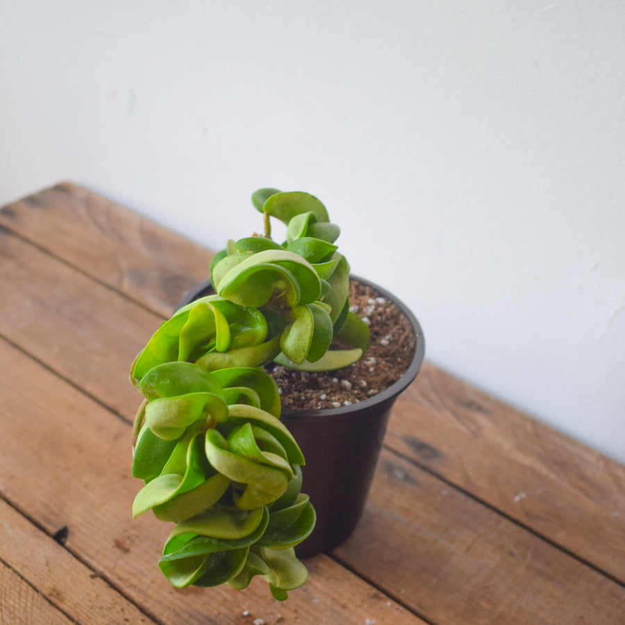 Hoya Rope