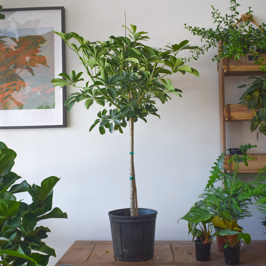 Schefflera Arboricola