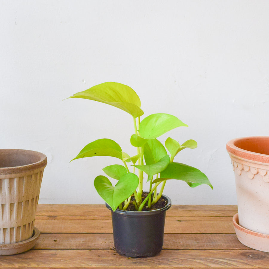 Pothos Neon