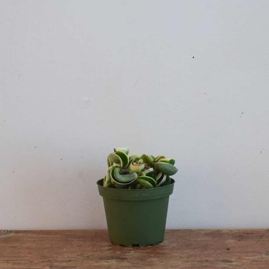 Hoya Rope Variegata