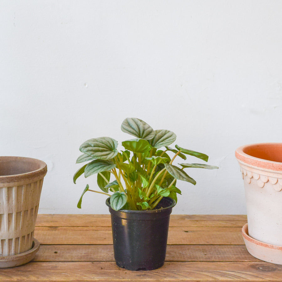 Peperomia Frost