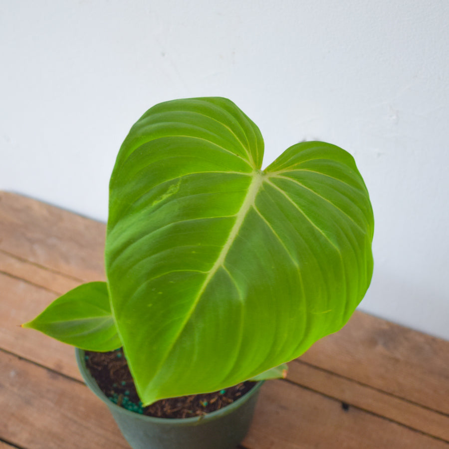 Philodendron Gloriosum