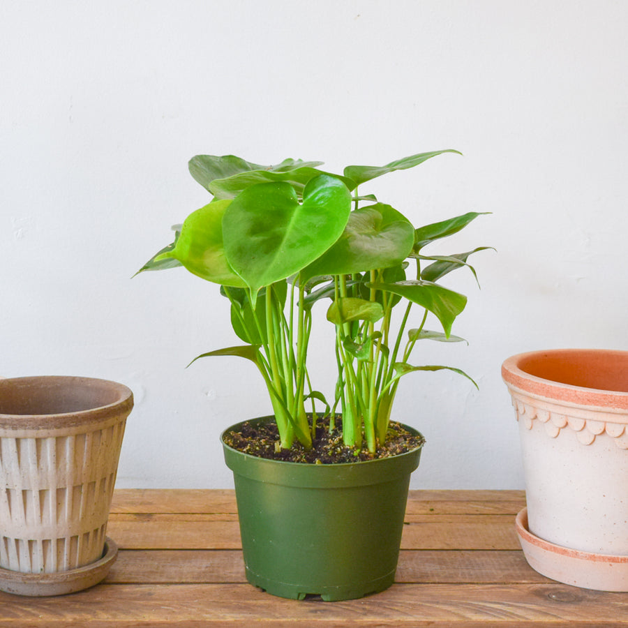 Monstera Deliciosa