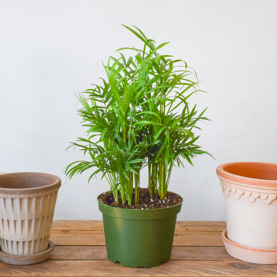 Parlor Palm