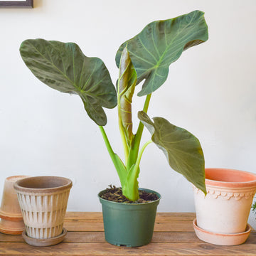 Alocasia Regal Shield