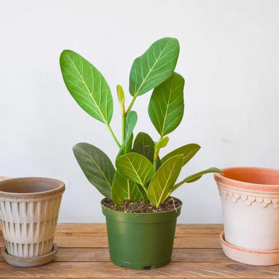 Ficus Audrey Bush