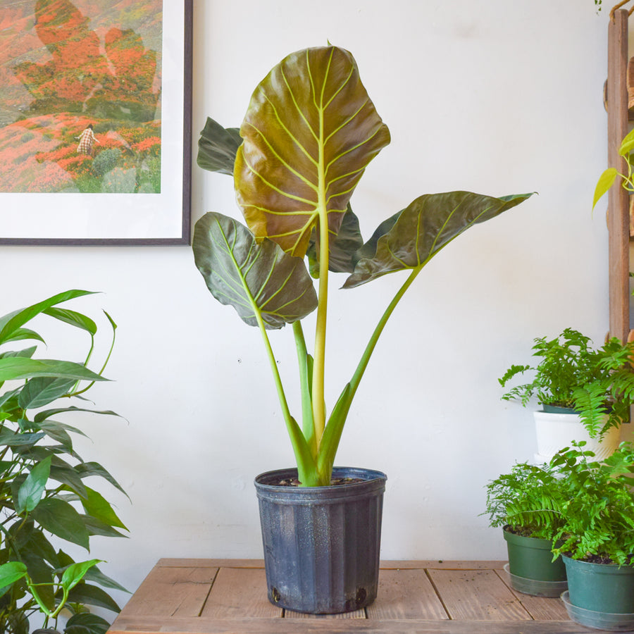 Alocasia Regal Shield