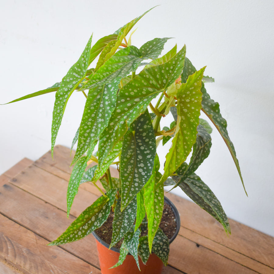 Begonia Maculata Tamaya