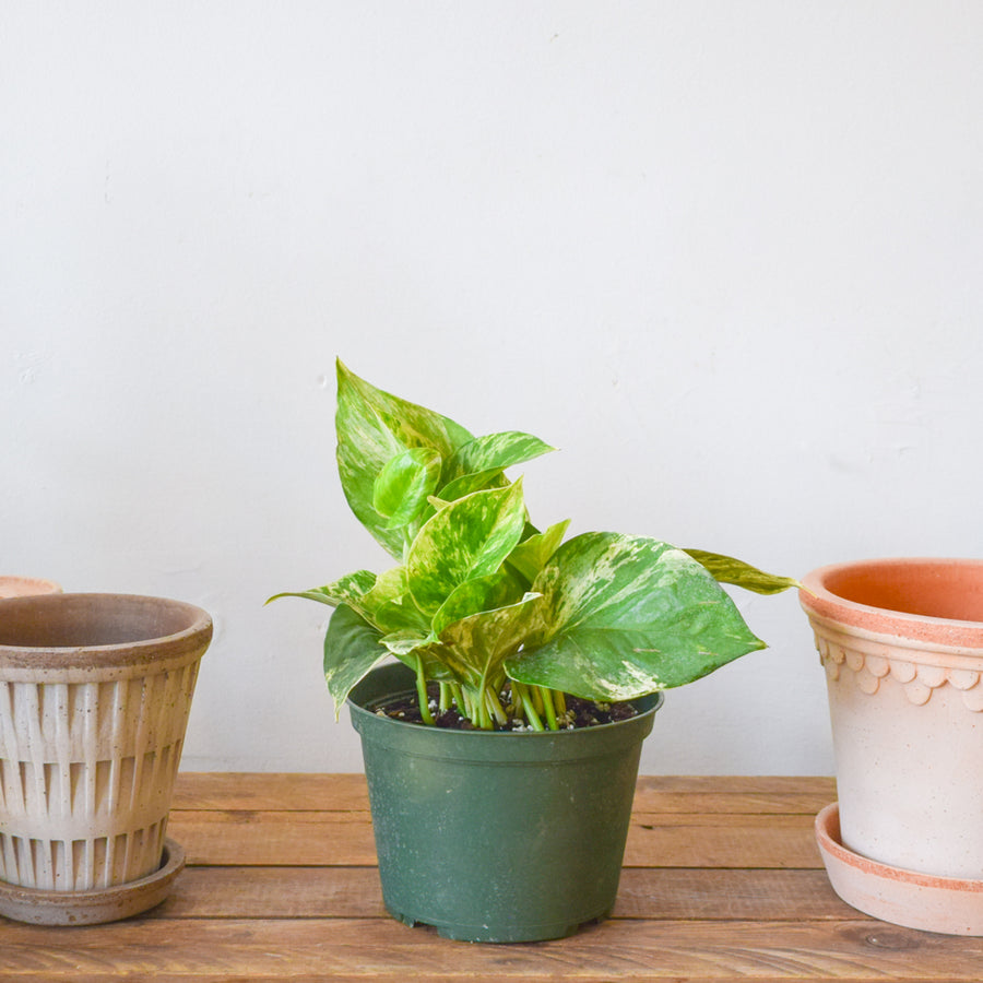 Pothos Marble Queen