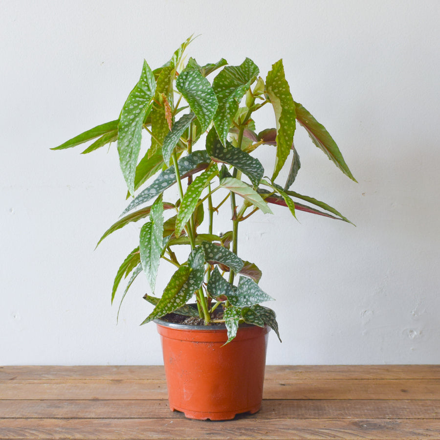 Begonia Maculata Tamaya