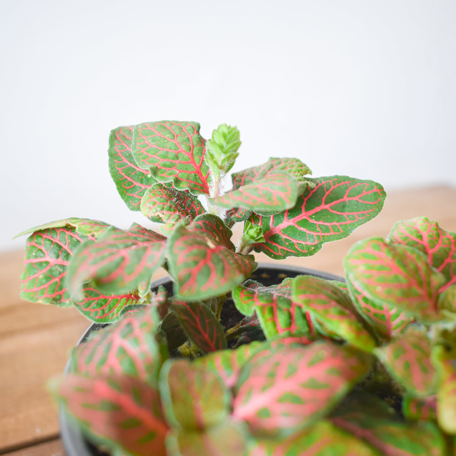 Fittonia (Nerve Plant)