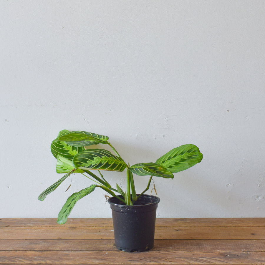 Maranta Prayer Plant