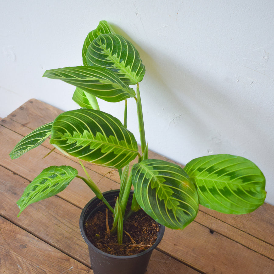 Maranta Prayer Plant