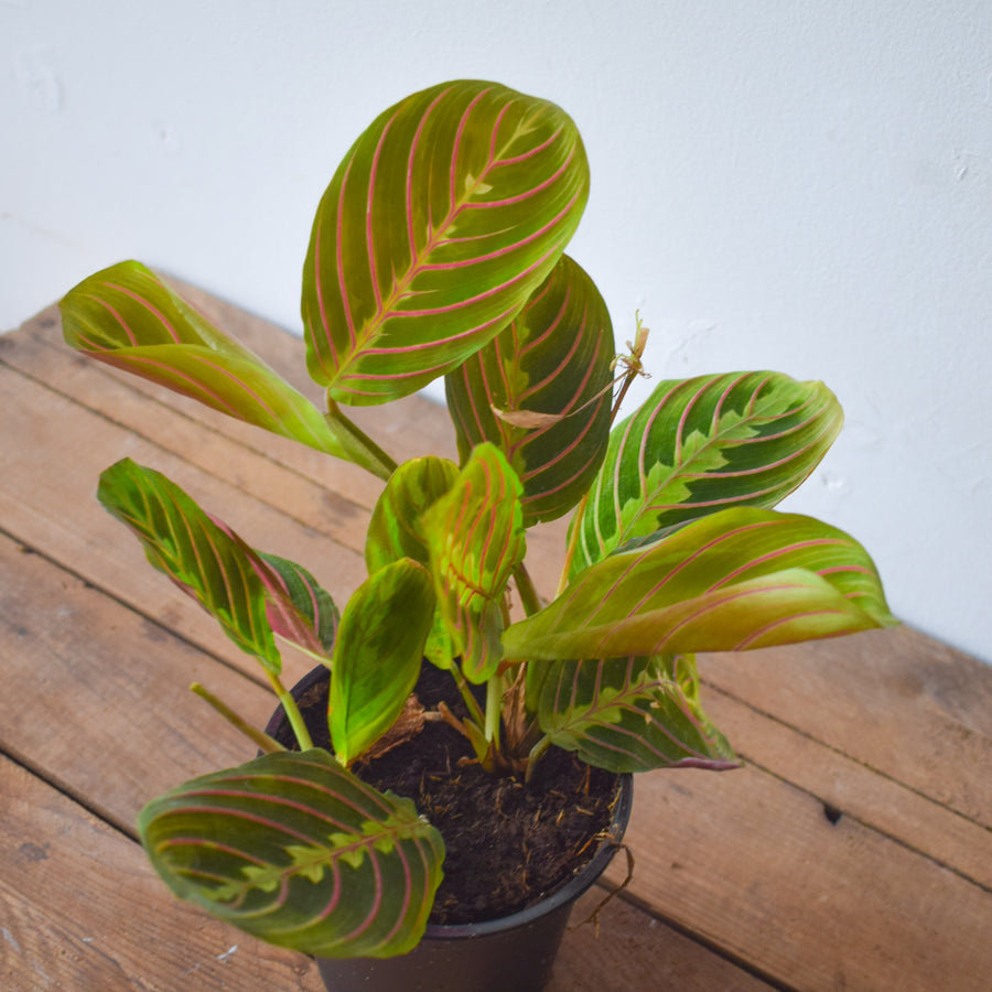 Maranta Prayer Plant