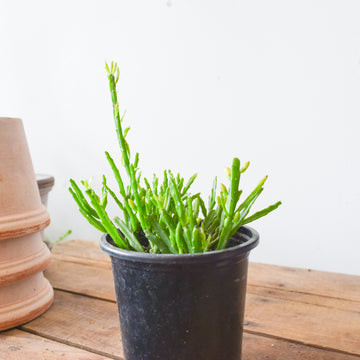 Rhipsalis Ewaldiana