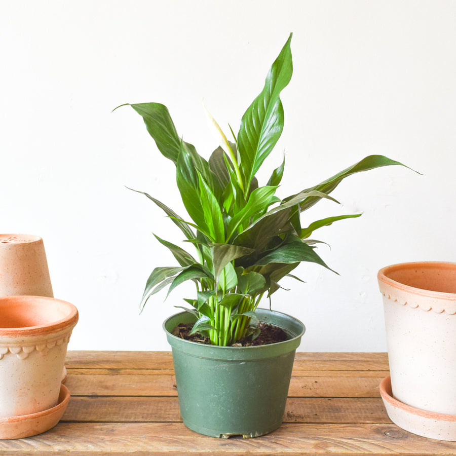 peace lily canada Peace Lily