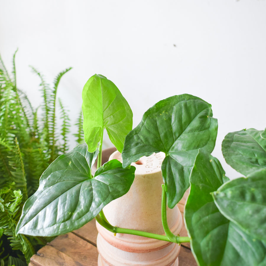 Syngonium Green Fantasy