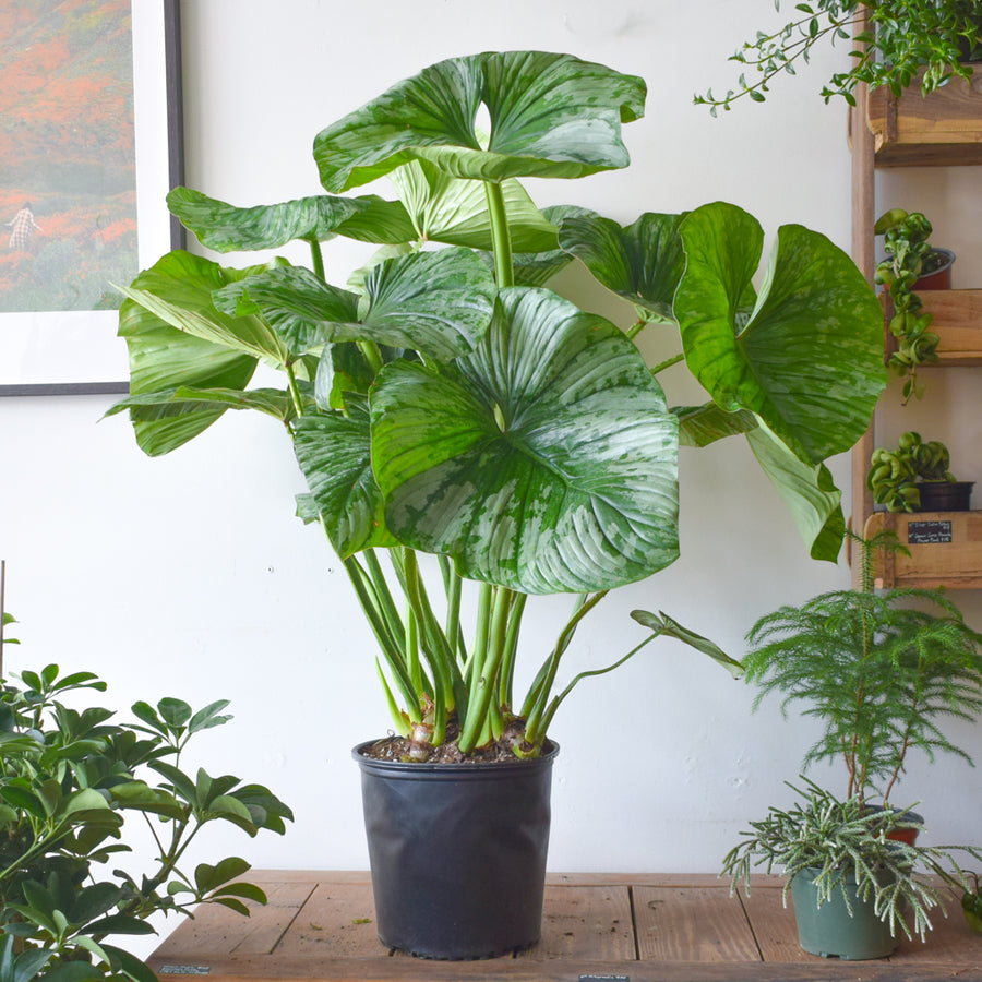 Philodendron Mamei Silver