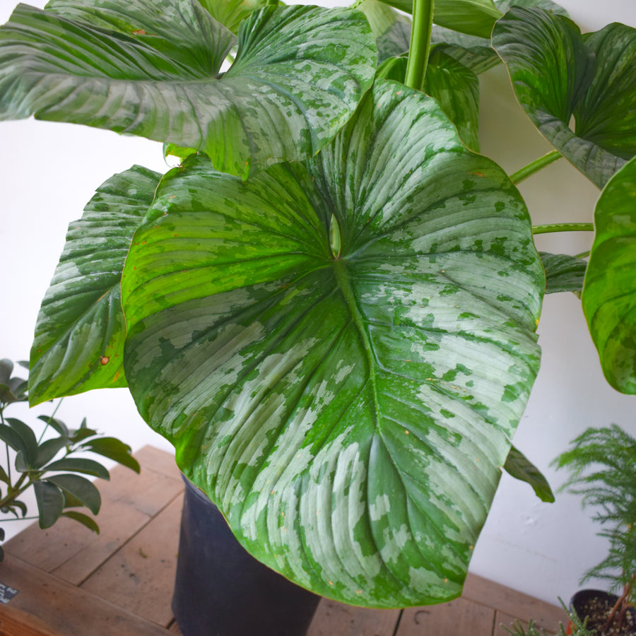 Philodendron Mamei Silver