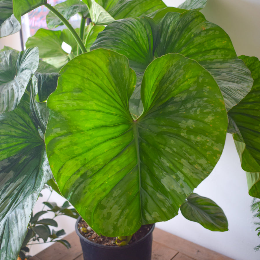 Philodendron Mamei Silver