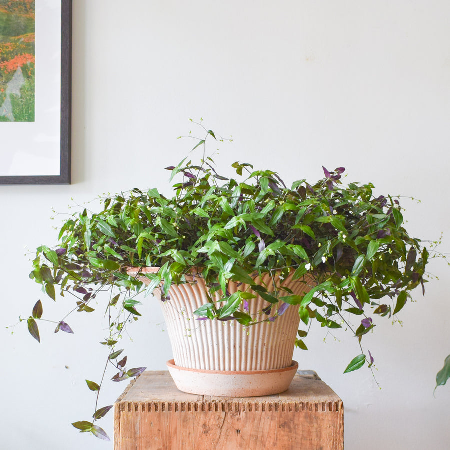 bridal veil indoor plant Tahitian Bridal Veil