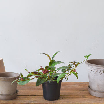 Lipstick Plant Black Pagoda