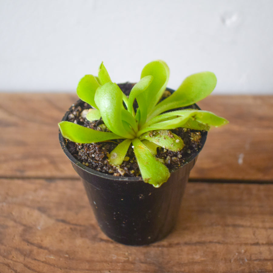 Pinguicula Tina [P.Agnata x P.Zecheri] (Mexican Butterwort ) - 2.5