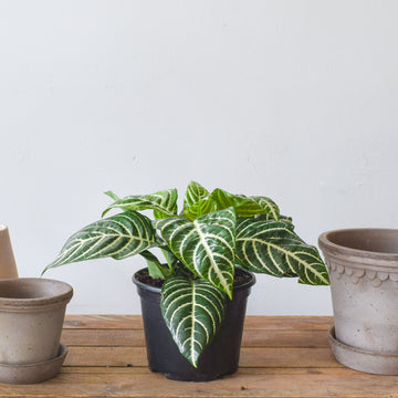 Zebra Plant