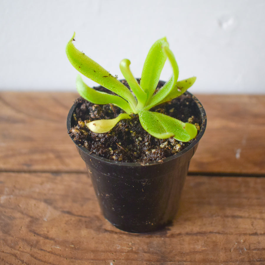 Pinguicula Gigantea X [P.Heterophylla x P.Medusina] (Mexican Butterwort ) - 2.5