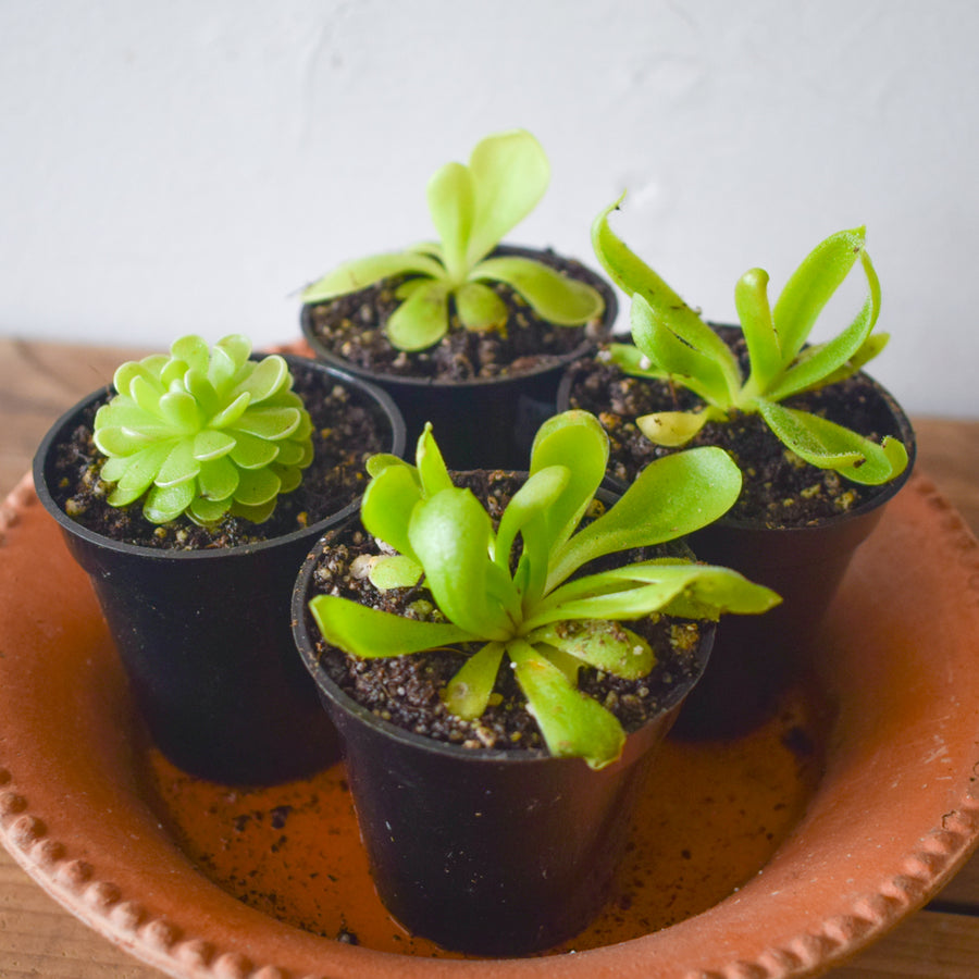 Pinguicula Tina [P.Agnata x P.Zecheri] (Mexican Butterwort ) - 2.5