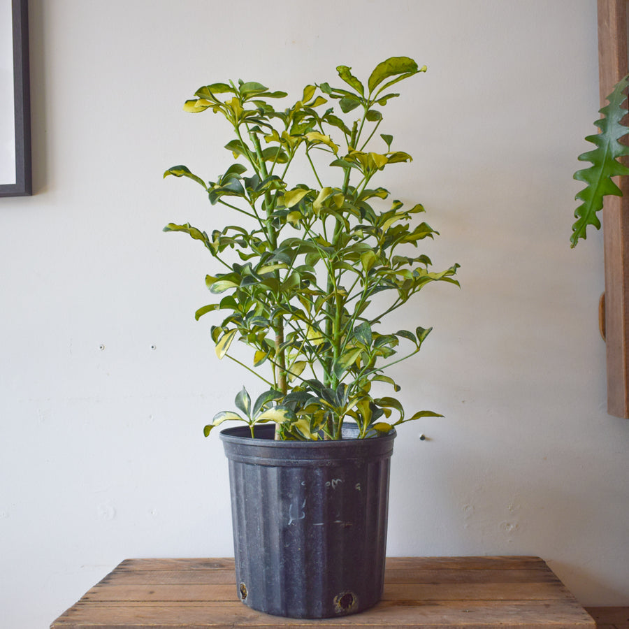 Schefflera Arboricola Prince Albert