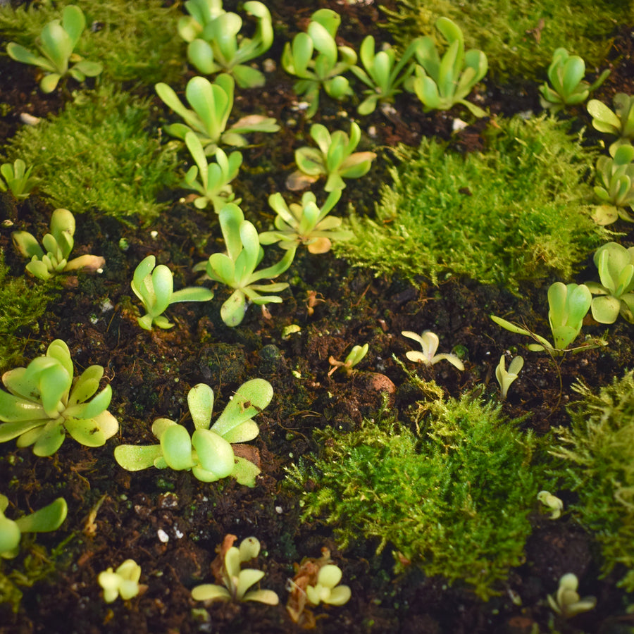 Pinguicula Tina [P.Agnata x P.Zecheri] (Mexican Butterwort ) - 2.5