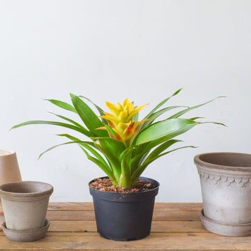Bromeliad Guzmania
