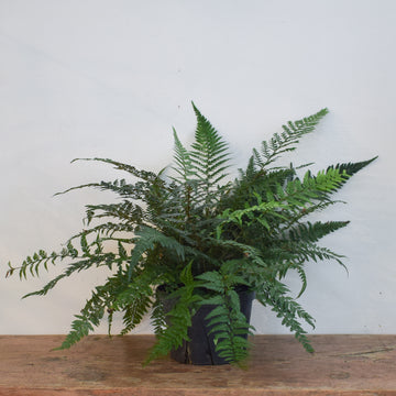 Korean Rock Fern