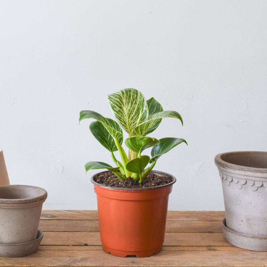 Philodendron Birkin