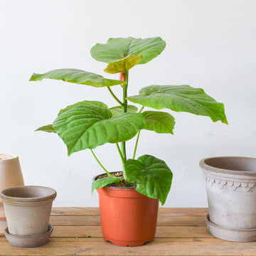 Ficus Umbellata