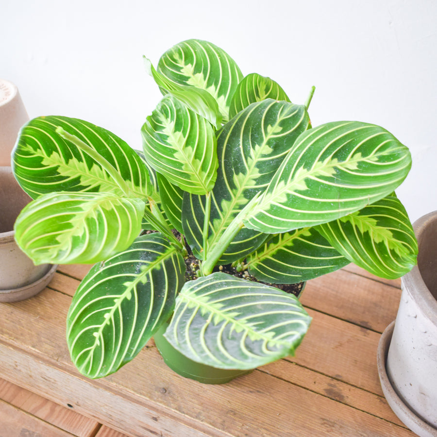 Maranta Prayer Plant