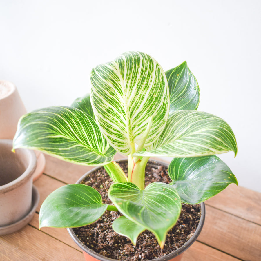 Philodendron Birkin